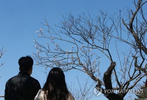 천연기념물 600년 된 강릉 율곡매…시름시름 말라 죽어