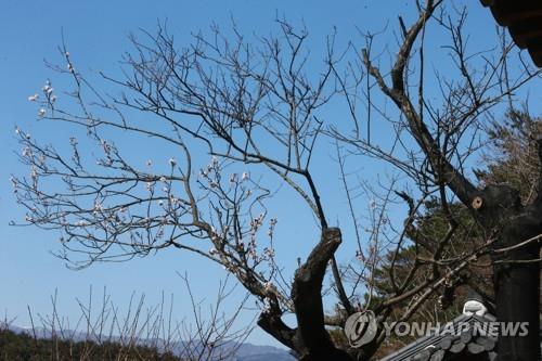 천연기념물 600년 된 강릉 율곡매…시름시름 말라 죽어