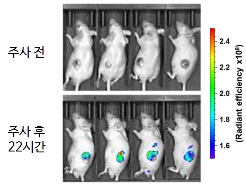 암조직 찾아내는 형광화합물 개발…"저산소증 감지해 20배 신호"