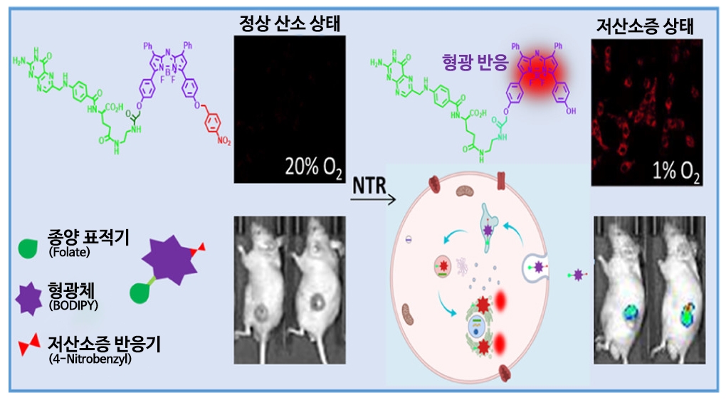 암조직 찾아내는 형광화합물 개발…"저산소증 감지해 20배 신호"