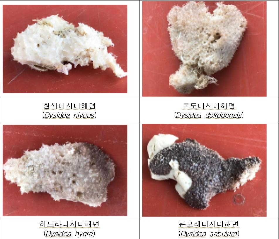 독도·제주도서 신종·미기록 해양동물 8종 발견…학회 보고