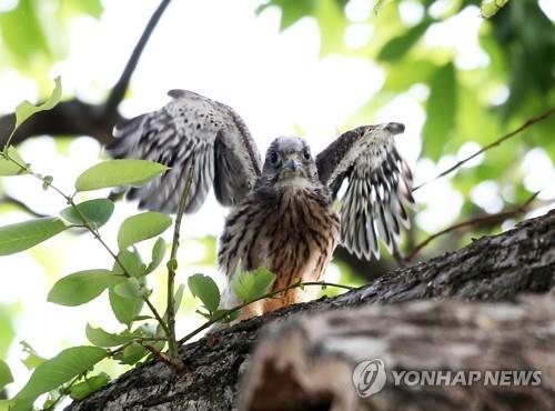 부상 구조된 황조롱이 17년만에 자연의 품으로 '훨훨'