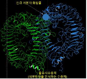 화학연, 백신 효능 높여줄 가짜 바이러스RNA 개발