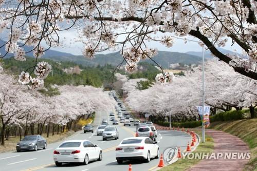 벚꽃 만개 앞둔 경주시 고민…축제 취소, 마라톤대회 비대면으로