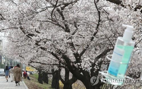 "마스크 벗고 사진 찰칵" 청주 무심천 벚꽃길 방역 '불안불안'