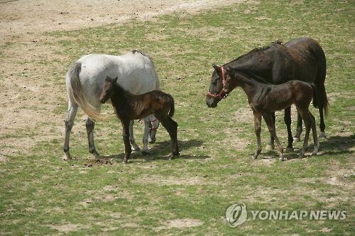 김포 도로에 나타난 말 1마리…인근 승마장서 탈출