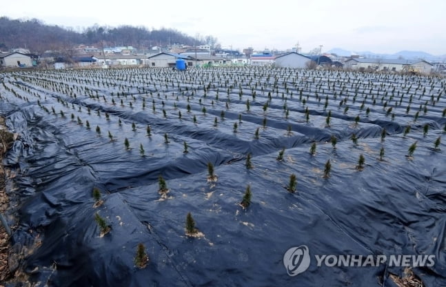 LH직원들 묘목 심은 땅, 영농서류엔 `벼 재배`