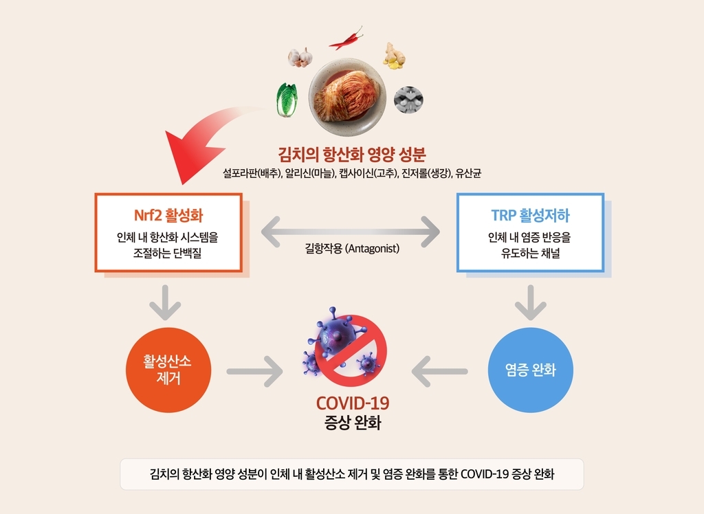 세계김치연구소-프랑스 연구팀…"김치, 코로나 증상 완화 도움"