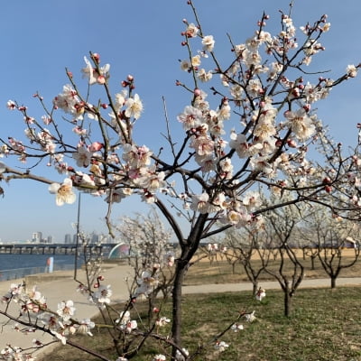한강에 일찌감치 피어난 벚꽃…'봄이 왔나 봄'