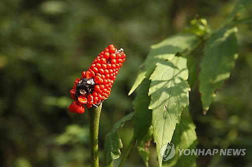 강원자연환경연구공원에 '희망의 숲'…희귀식물 8천600본 식재