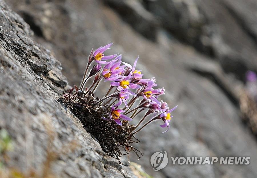 강원자연환경연구공원에 '희망의 숲'…희귀식물 8천600본 식재