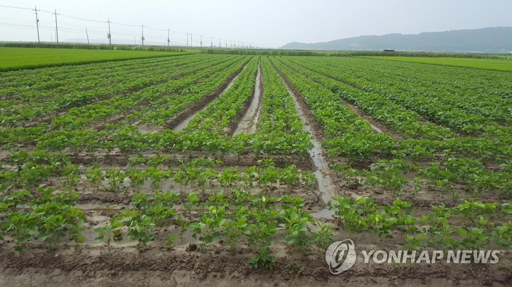 올해 콩·팥 등 두류 6만여t 비축…"벼 대신 콩 재배 유도"