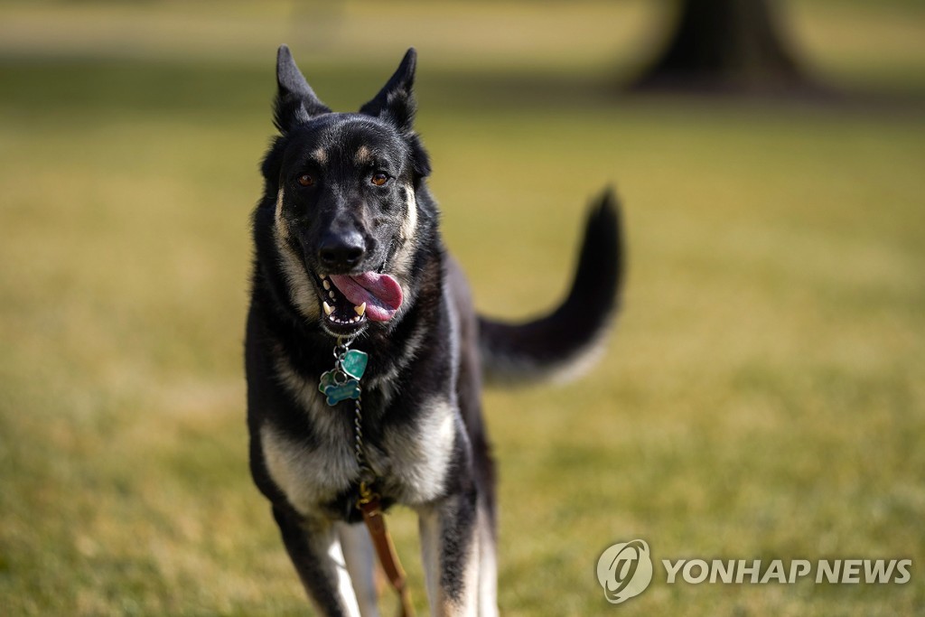 바이든 '퍼스트독' 경호원 깨물어 원래 살던 자택으로