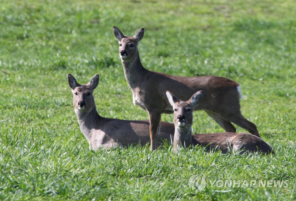 '총보다 무서운 난개발' 제주노루 고작 3천500마리…역대 최저