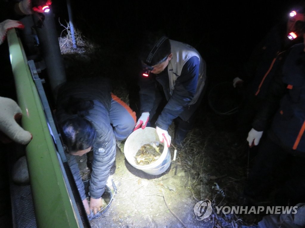 오대산국립공원·지역주민 '개구리 로드킬' 막는다