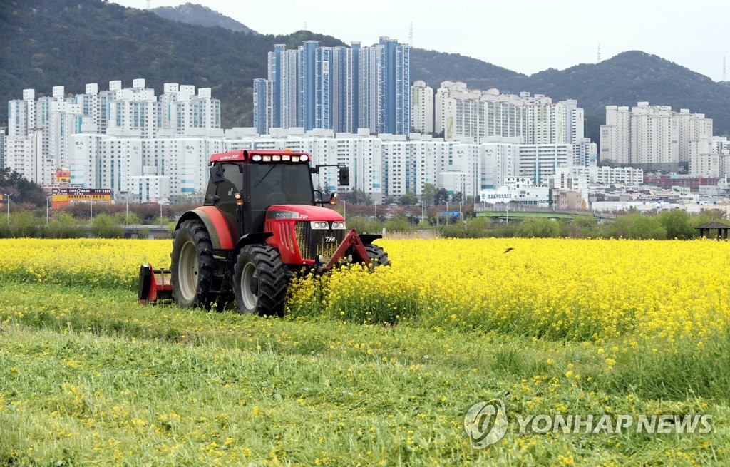 [르포] 벚꽃 만개에 집콕 탈출 러시…지자체 '방역구멍' 전전긍긍