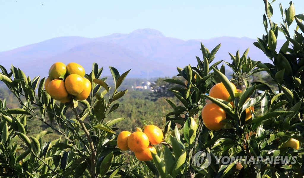 "제주 감귤 종자 자급률 2.5％ 최하위…신품종 개발 시급"