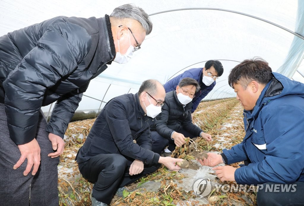 전북서 1월 한파로 농작물 257ha 피해…4억7천만원 지원