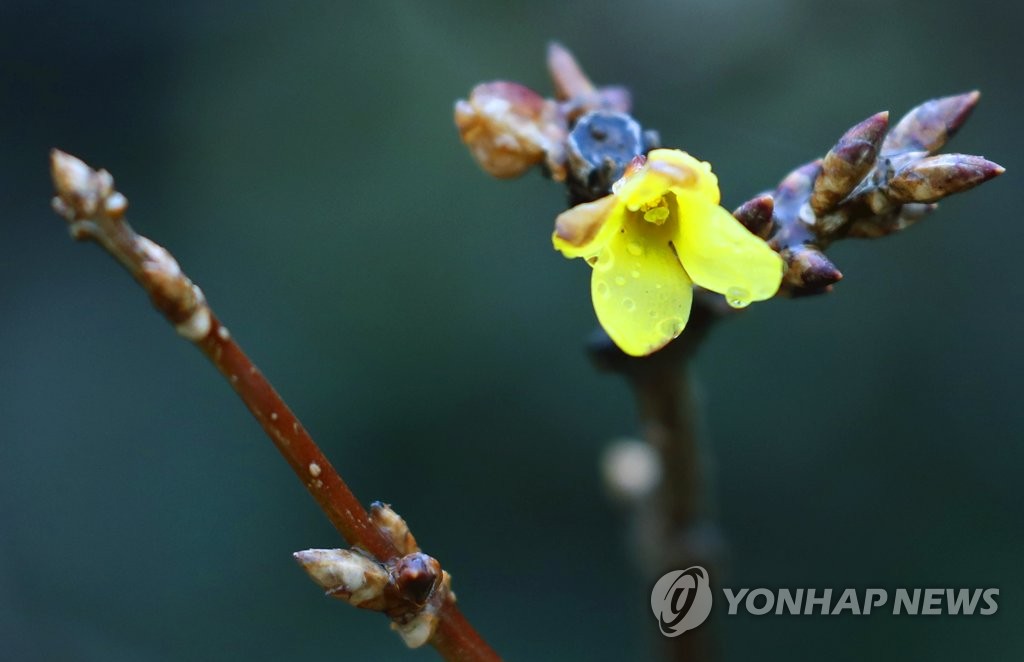 대구·경북 늦은 밤까지 10~40mm 봄비…미세먼지는 '보통'