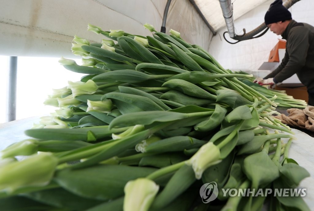 "감자·아스파라거스·토마토에 이어 이번엔 강원산 튤립 완판"