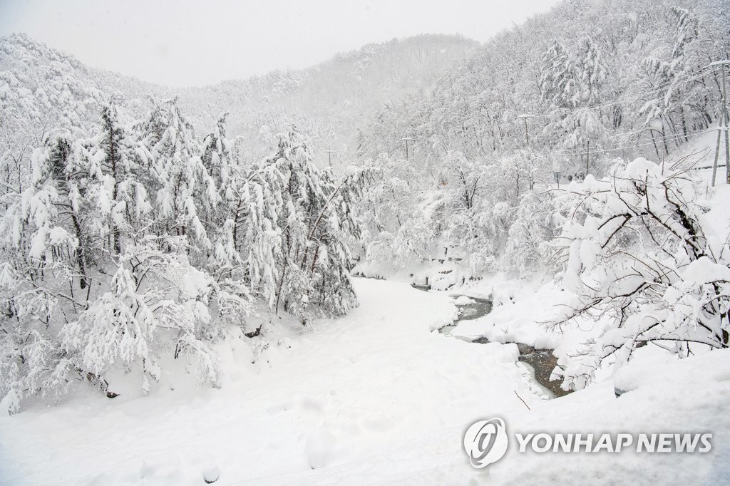 남쪽은 봄꽃, 강원도는 눈꽃…3월에도 폭설 비일비재