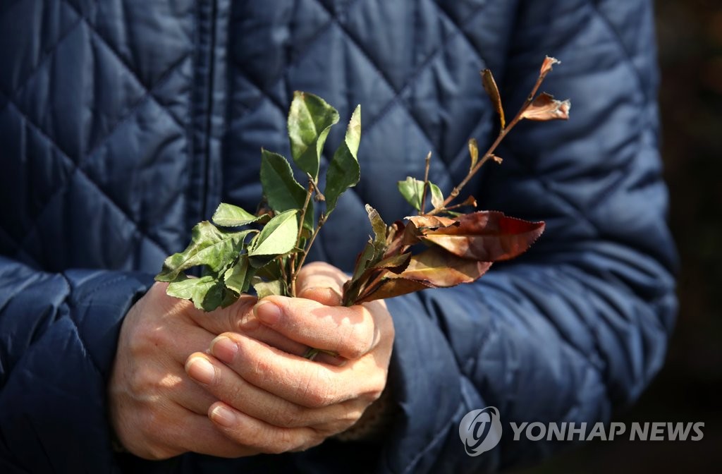 전남지역 한파피해 농작물 복구비 63억원 지급