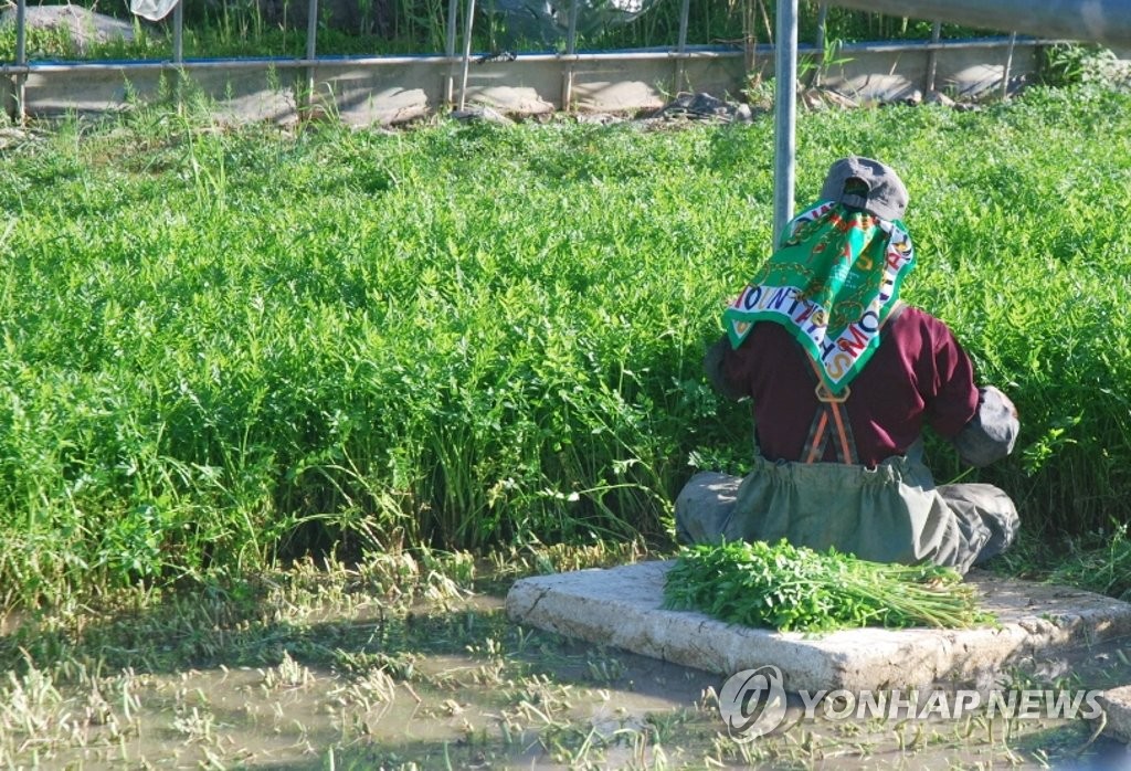 향긋한 봄소식…창원 천주산·적석산 미나리 출하