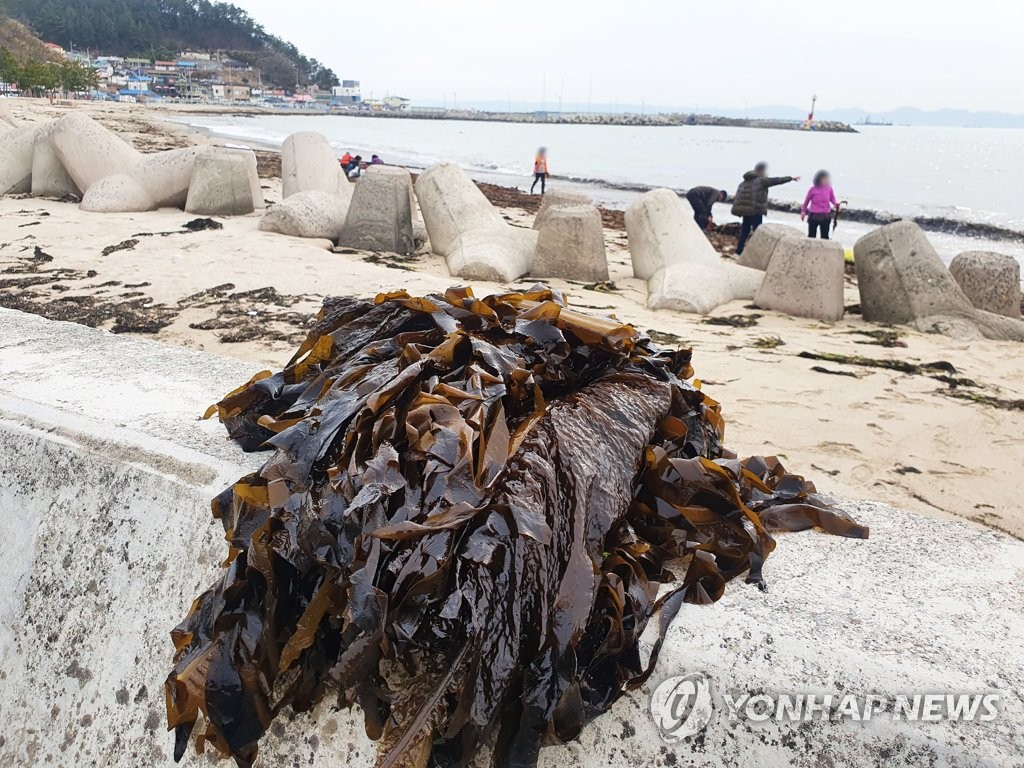 태풍급 강풍·파도 지나간 포항 해변에 자연산 미역 한가득