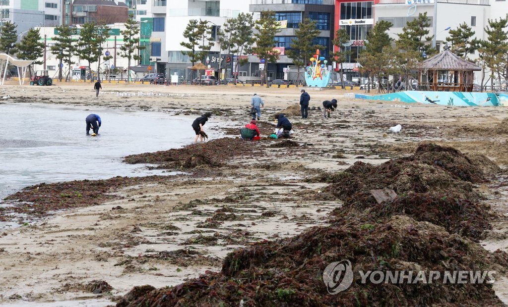 태풍급 강풍·파도 지나간 포항 해변에 자연산 미역 한가득