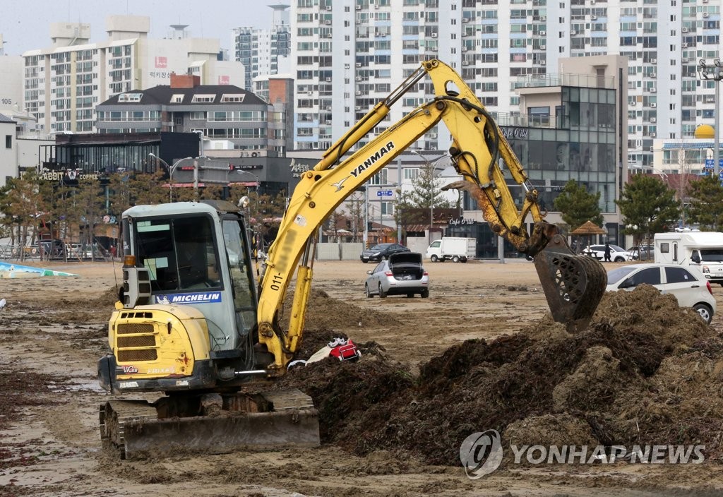 태풍급 강풍·파도 지나간 포항 해변에 자연산 미역 한가득