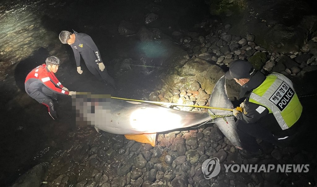 제주 해안가서 발견된 밍크고래 900만원에 거래