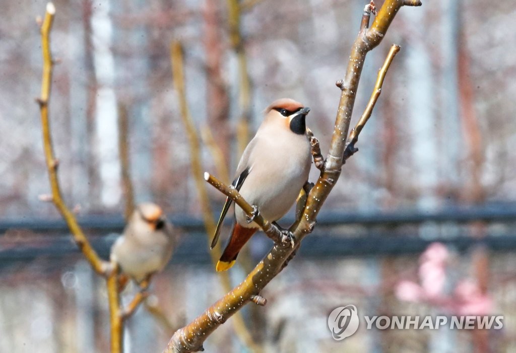 포항에 나타난 진객 '홍여새'·'황여새'…사진 동호인 몰려