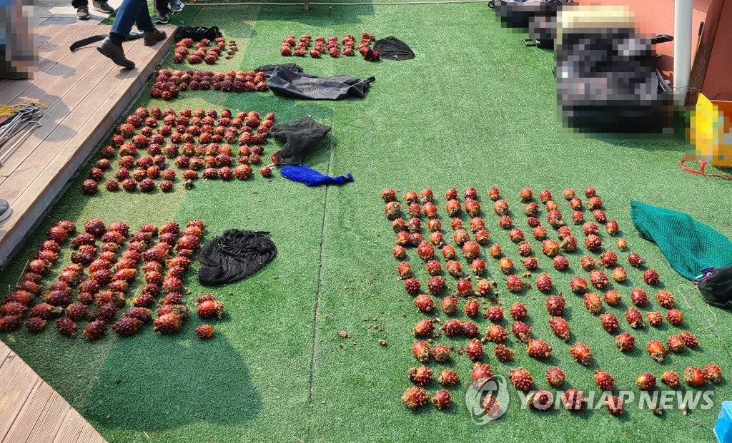 속초해경, 주말에 '멍게·문어' 몰래 잡은 16명 적발