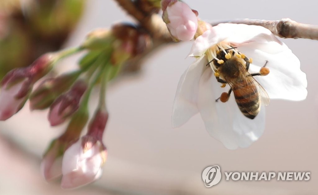 전국 적신 봄비에 나들이 인파 '뚝'…실내는 북적북적