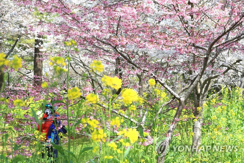 봄 꽃바람 못막는다…자제 요청에도 전국 명소마다 상춘객 북적