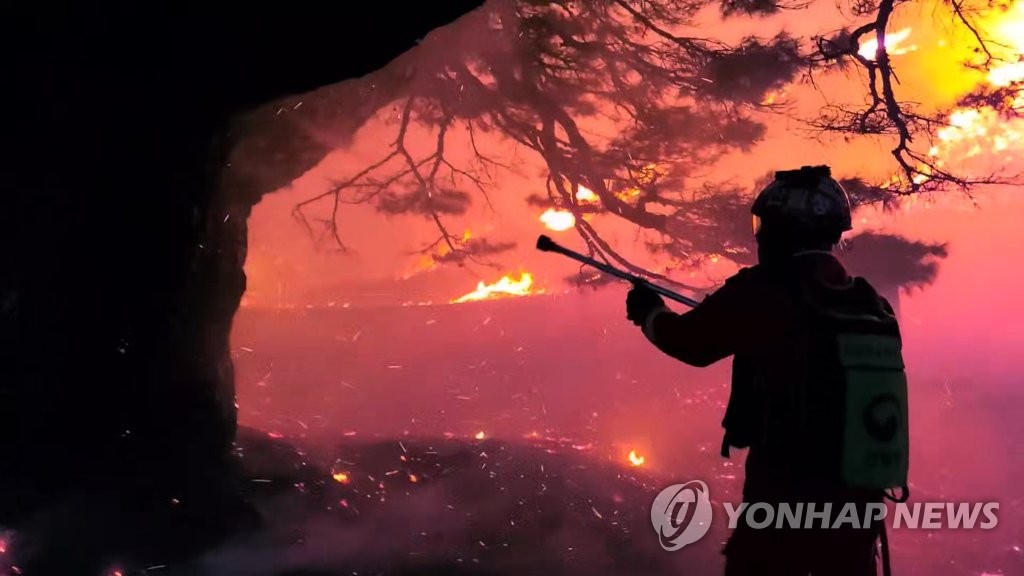 "화마에도 수령 120년 소나무 지켰다"