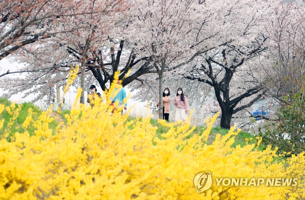 봄 꽃바람 못막는다…자제 요청에도 전국 명소마다 상춘객 북적