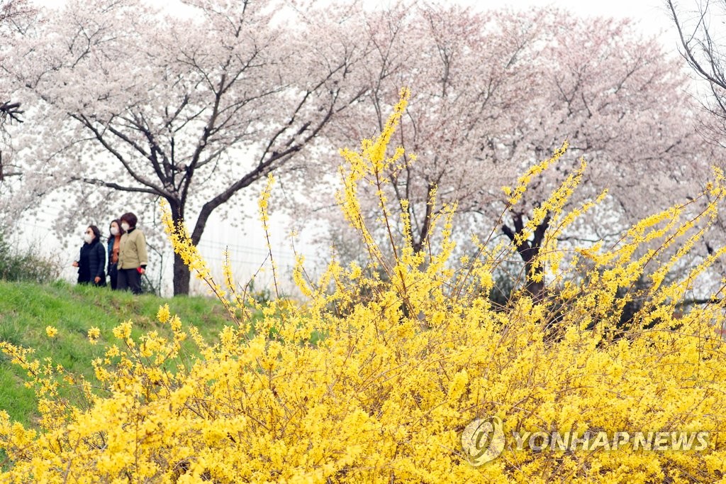 봄꽃으로 물든 대구 와룡산에 '와∼봄' 프로그램 운영