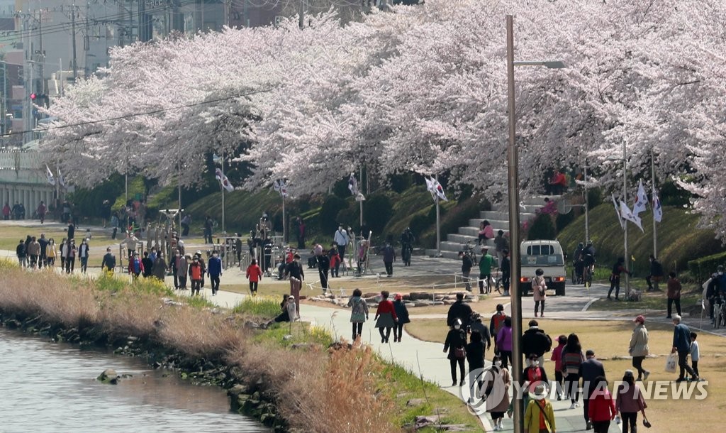 [르포] 만발한 벚꽃에 뻥 뚫린 방역…지자체 단속은커녕 먼 산 구경