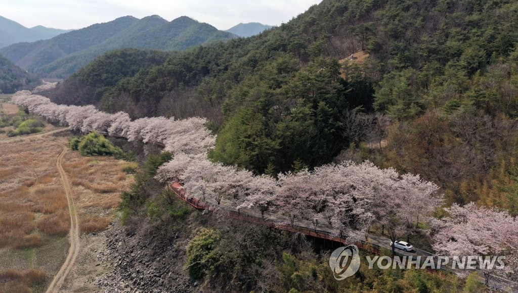 봄 꽃바람 못막는다…자제 요청에도 전국 명소마다 상춘객 북적