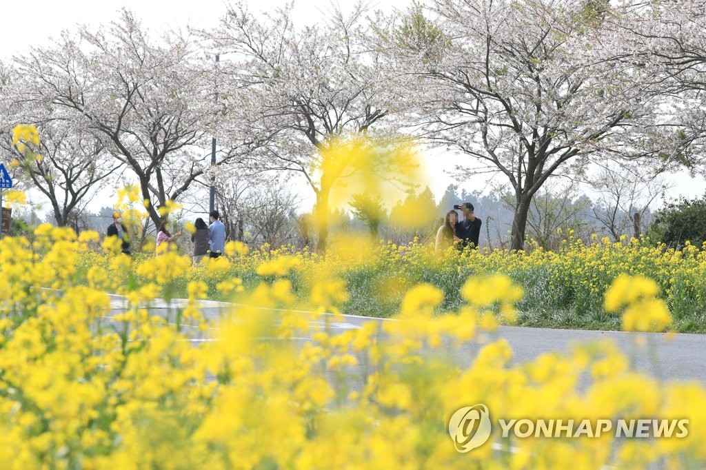 제주 가시리 유채꽃광장 연일 '북적'…방역 강화