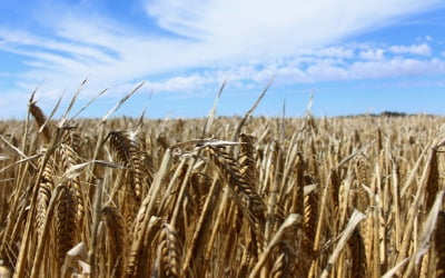 식량난 대비하는 중국, 곡물 수입 대폭 증가