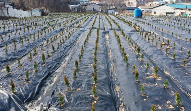 한국토지주택공사(LH) 직원 일부가 경기 광명·시흥 신도시 지정 전 해당 지역에서 투기 목적으로 토지를 매입했다는 의혹이 제기되면서 업무에서 전격 배제됐다.  사진은 3일 오후 투기 의혹이 제기된 경기도 시흥시 과림동의 한 밭에 묘목들이 심겨 있는 모습. 사진=연합뉴스