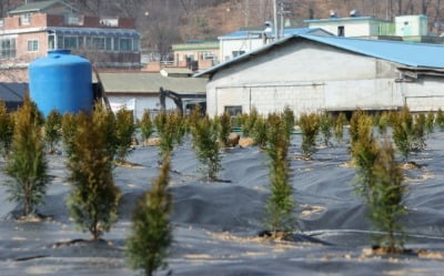 LH 곁엔 NH가? 투기 직원 수십억 대출 가능했던 이유