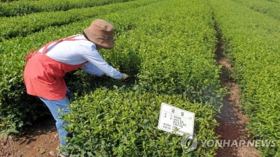 제주도, 차나무 7품종 1천500㎏ 분량 농가에 유상 분양