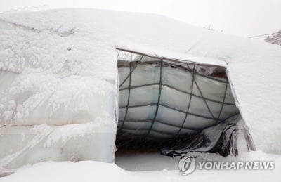 '3월 춘설' 강원 인삼재배·비닐하우스 '폭삭'…119억원 피해