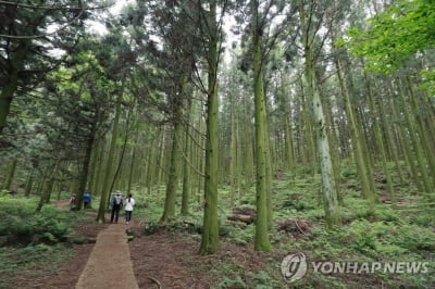 제주 봄철 '삼나무 꽃가루' 주의보…4월까지 지속