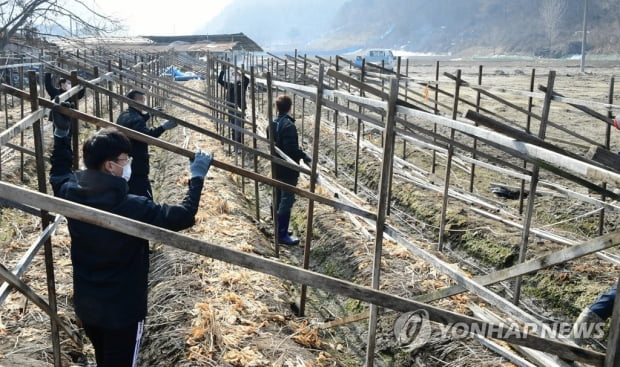 "일주일 넘도록 복구 매달려"…폭설 피해 농민 삼중고