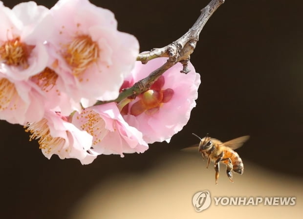 수도권·충남 오전 미세먼지…제주 밤부터 비