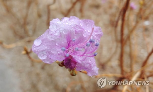 [날씨] 춘분에 전국 적시는 봄비…밤에 대부분 그쳐